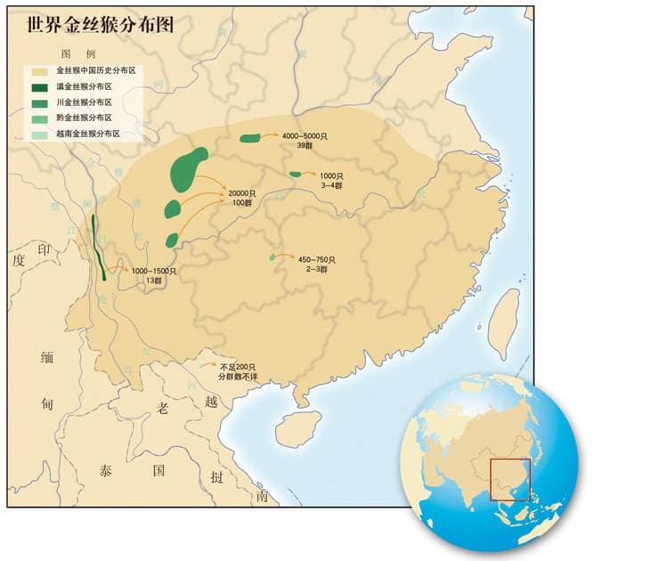 来自生态孤岛的报告——中国金丝猴