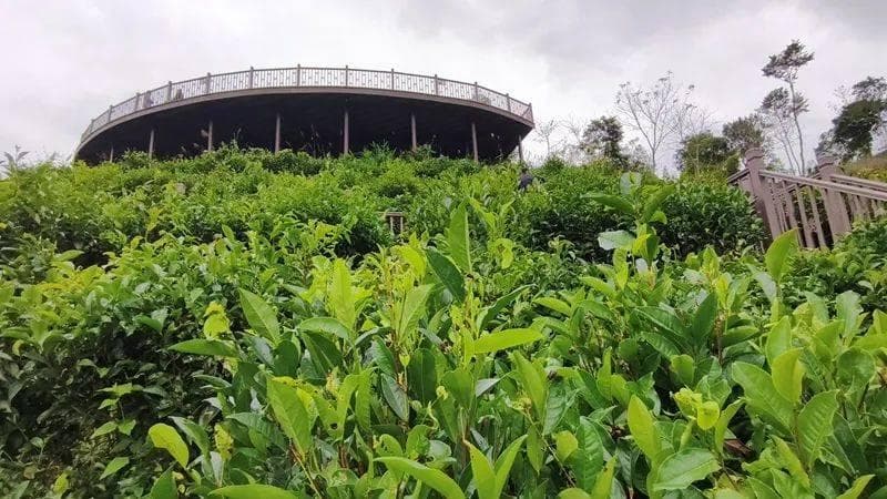 热带雨林孕育“金叶子”，五指山茶产业助力乡村振兴