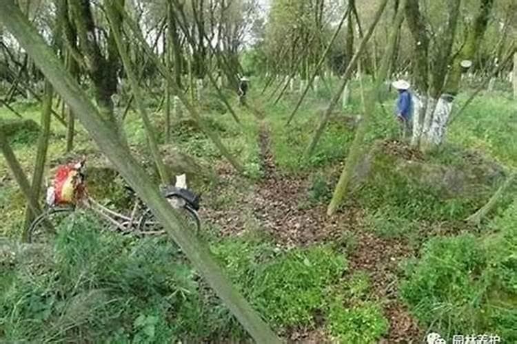 苗圃守护者：有效使用杀虫剂的智慧策略