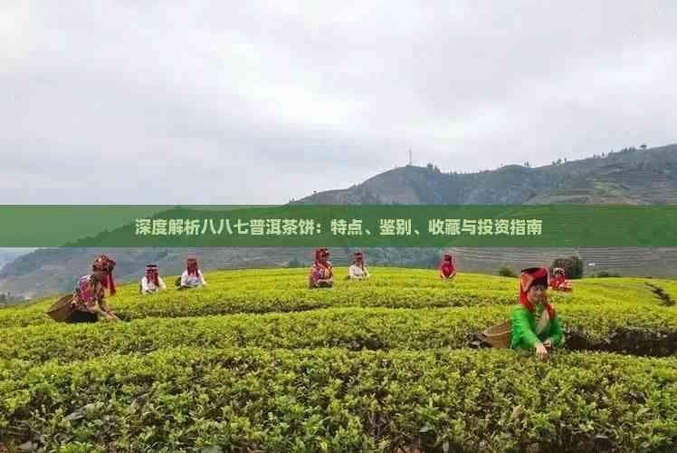 深度解析八八七普洱茶饼：特点、鉴别、收藏与投资指南