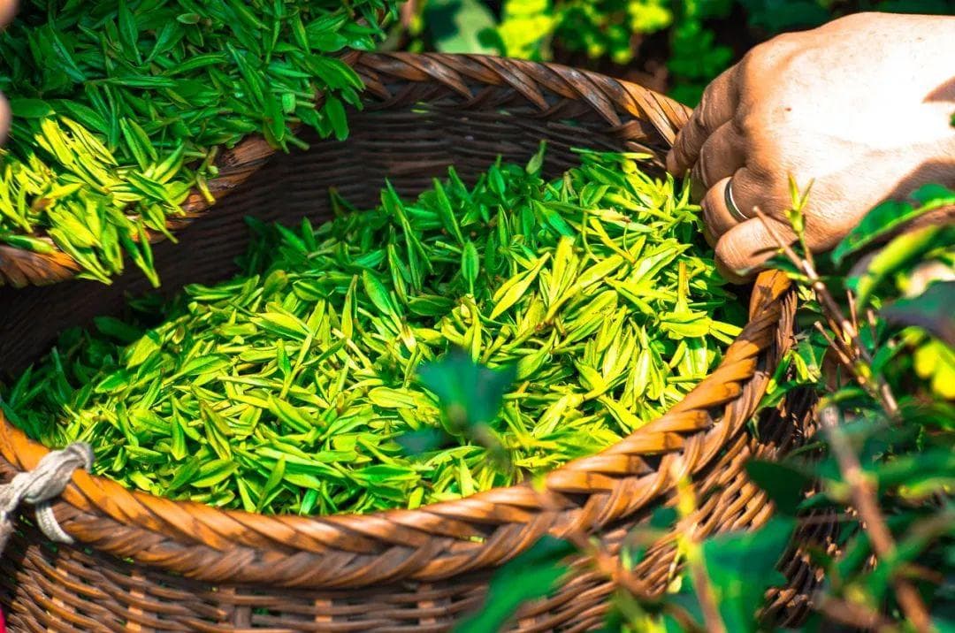 研究证实：每天喝茶超过这个量，老年痴呆风险会增加67%