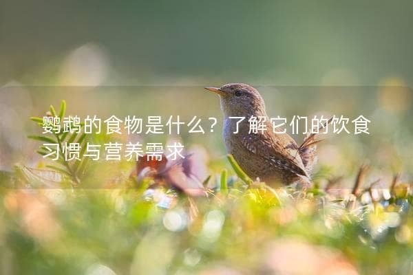 鹦鹉的食物是什么？了解它们的饮食习惯与营养需求