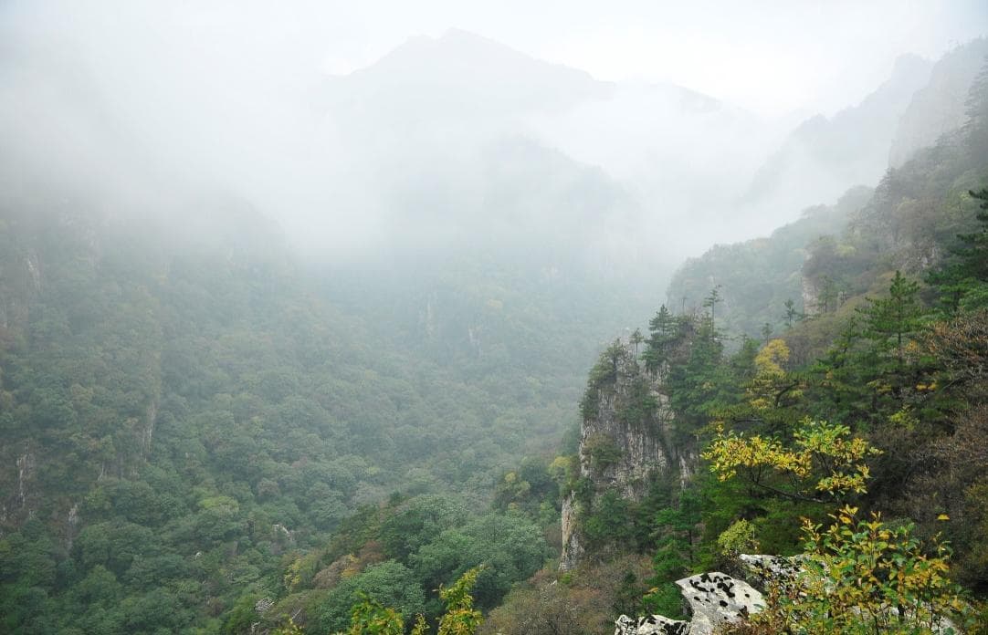 牛背梁自然保护区羚牛种群间接平均数量319头