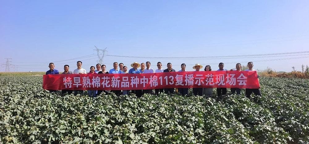 棉花复种生产模式助推新疆农业种植结构优化调整