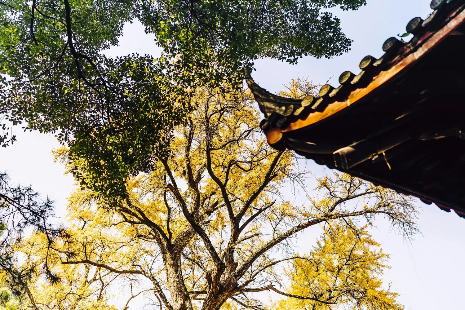 惠山古镇秋拍指南：银杏枫叶绝美出片！