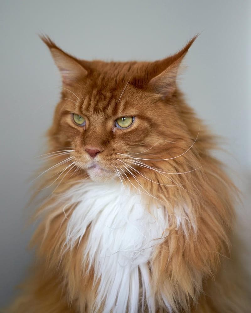 缅因猫：美国本土最古老的大型长毛猫品种