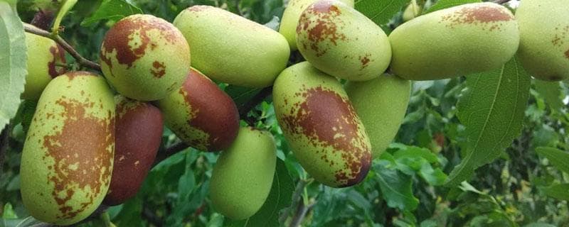 枣树苗种植技术全攻略：从种植时间到后期管理