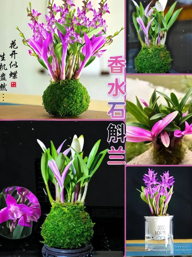 香水石斛兰花怎么养殖