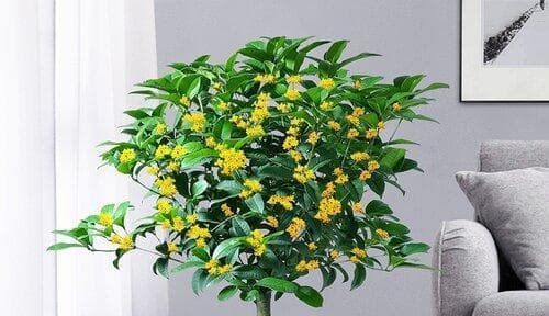 室内养桂花树可行吗？需要注意哪些问题？