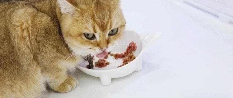陶瓷VS不锈钢：猫食盆材质大对比，两款优质产品推荐