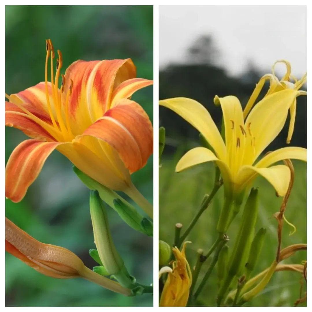 有毒！公园里盛开的这种花，不要摘！不要吃！
