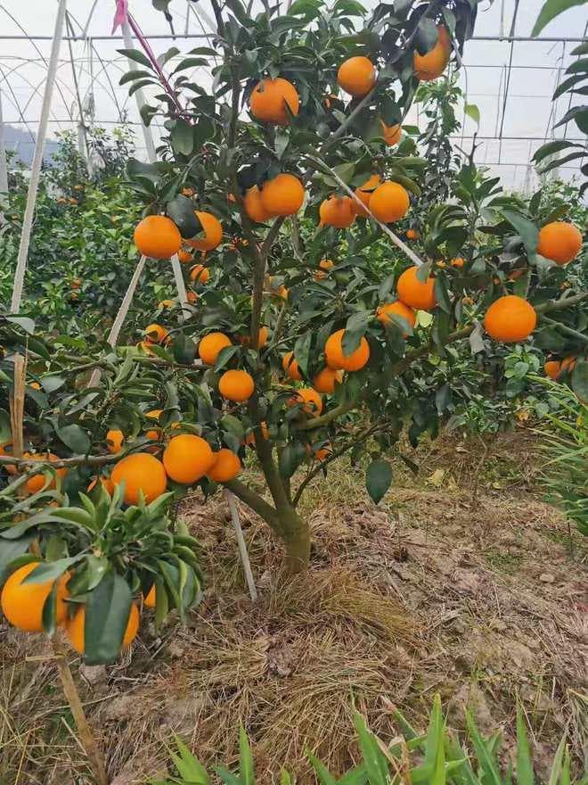 橘子树什么时候种植最好