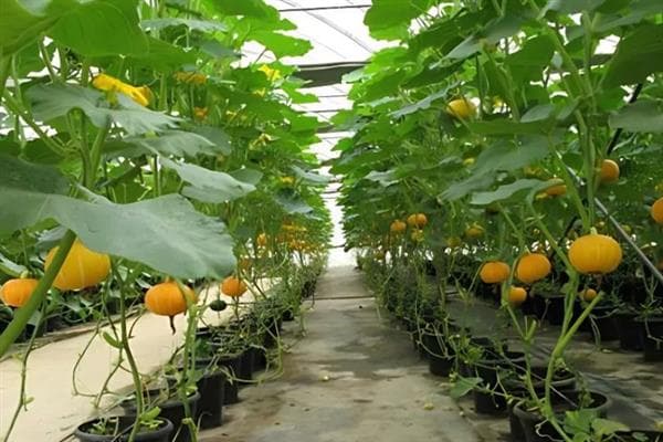 早春南瓜育苗技术：从选种到移栽的全程指南
