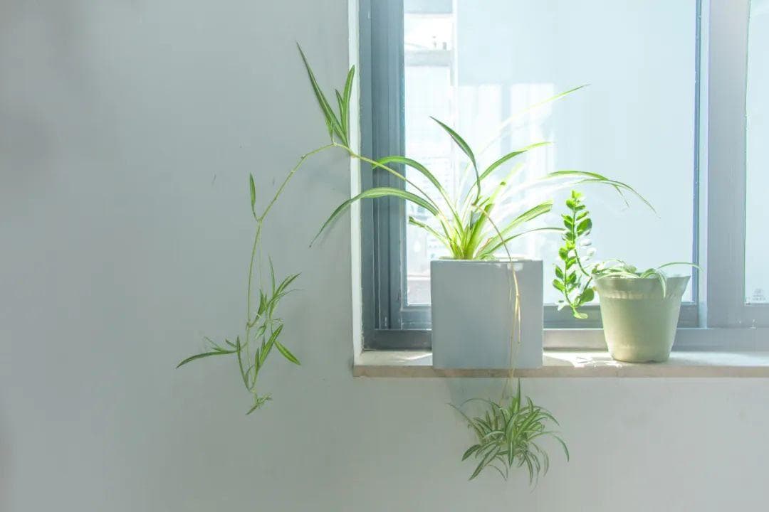 春节后呼吸疾病防护指南：守护健康，从“呼吸”开始