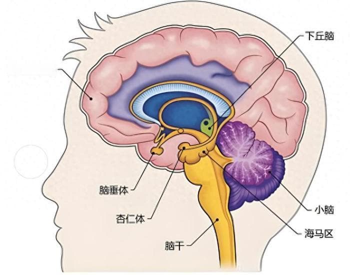 惊爆！18%的人都可能经历的梦游，背后藏着什么秘密？