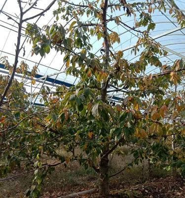 樱桃树施肥指南：选择正确肥料，为樱桃树健康成长加油！