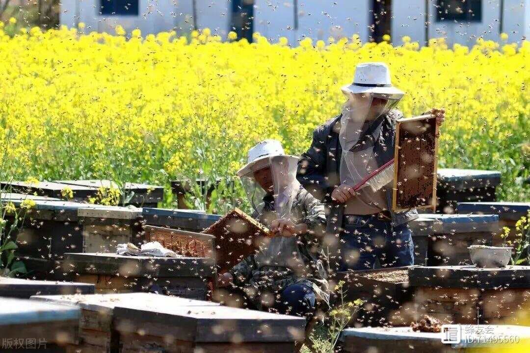 春繁成败关键！定期查蜂群，你做对了吗，看看这4种检查蜂群技巧