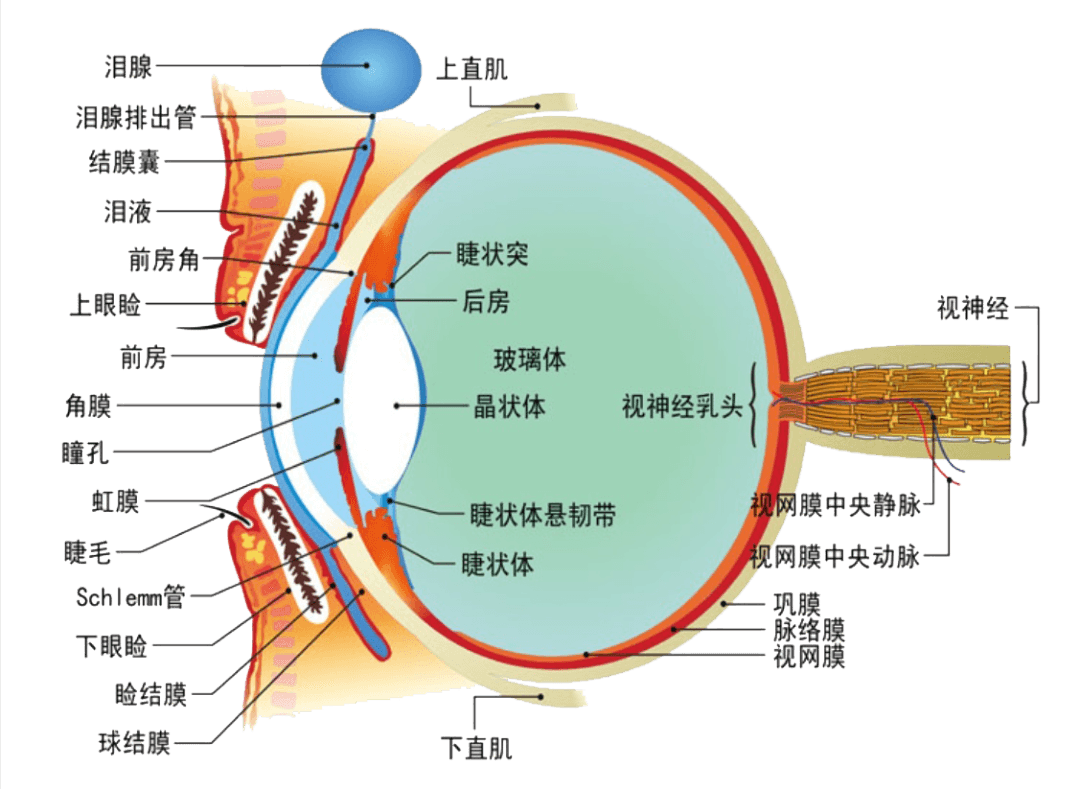 年底了，你给眼睛体检了吗？