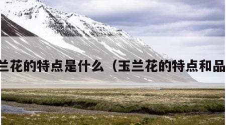 玉兰花的特点与象征意义