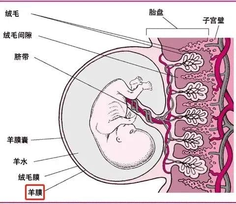 羊膜中可临床应用的细胞：羊膜上皮细胞