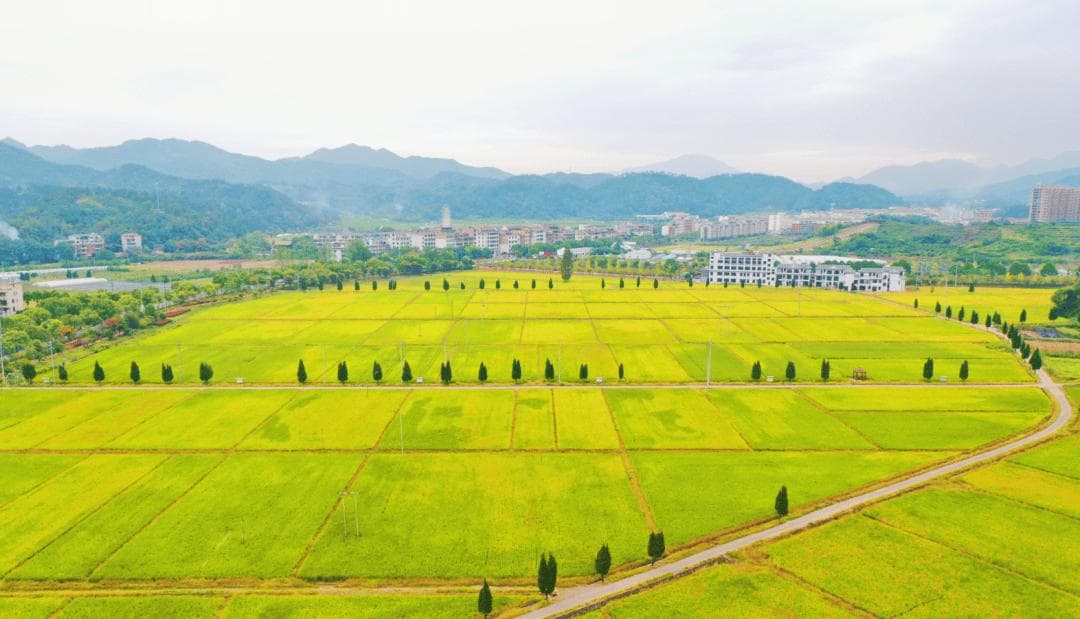 最新省级共同富裕案例公布 金华3个案例入选