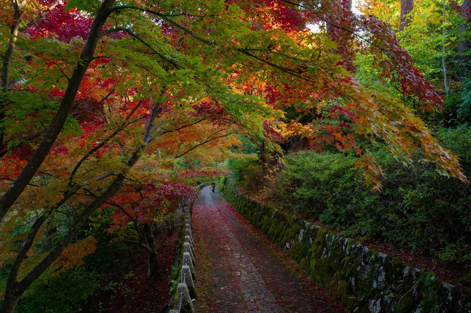 秋日温州自驾游：红枫、桂花与山水的完美邂逅
