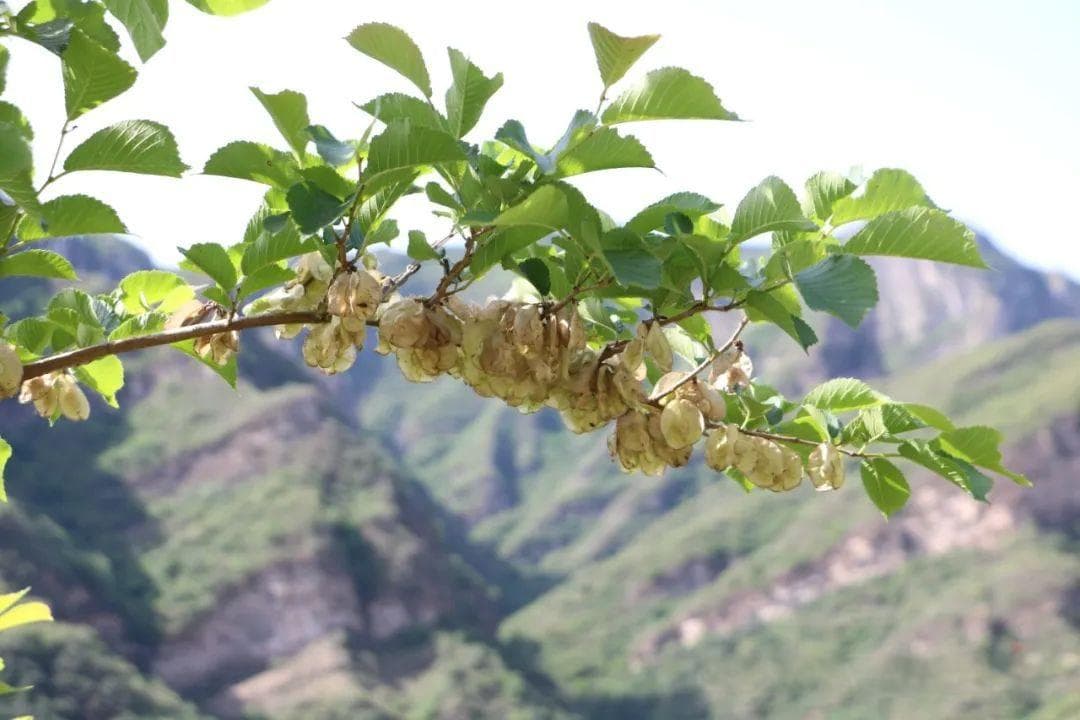 鬼箭羽及其伪品大果榆鉴别