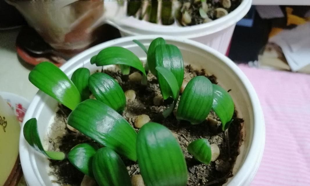 君子兰种植全指南：从选购到养护的完整攻略