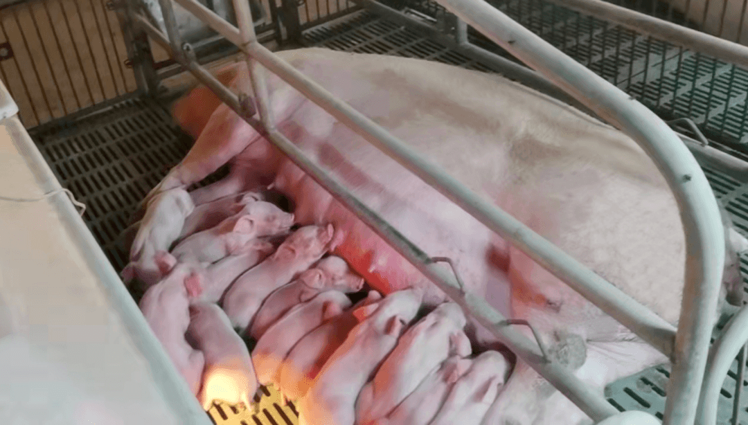 产房管理：母猪和仔猪常见问题及解决方案