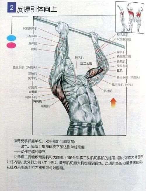 反手（握）引体向上教程
