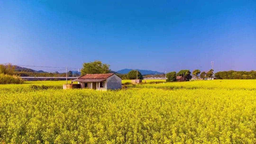 春日限定！ 佛山这片“油菜花胜地”，强推