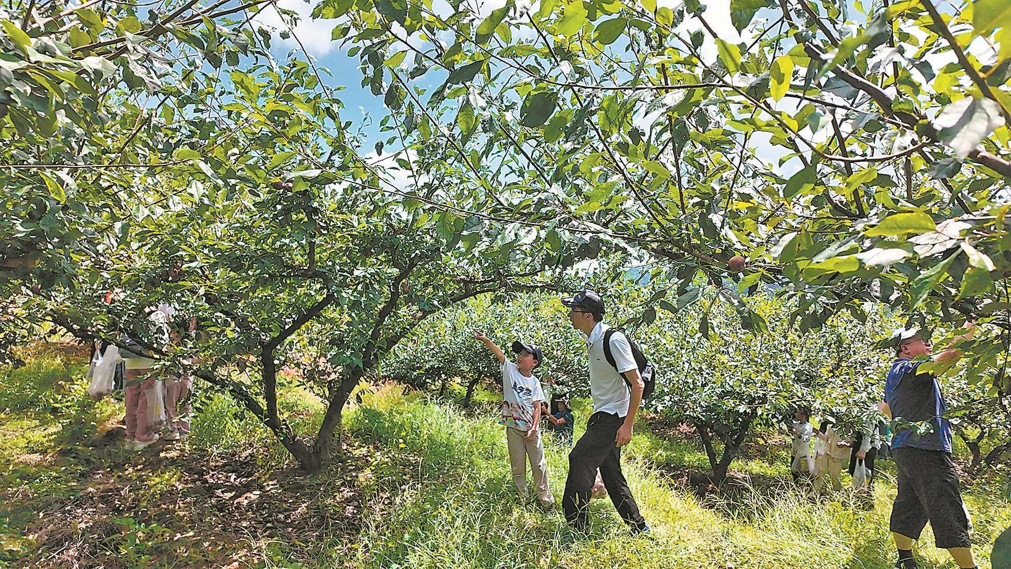 福建屏南：小小芙蓉李 成就大产业
