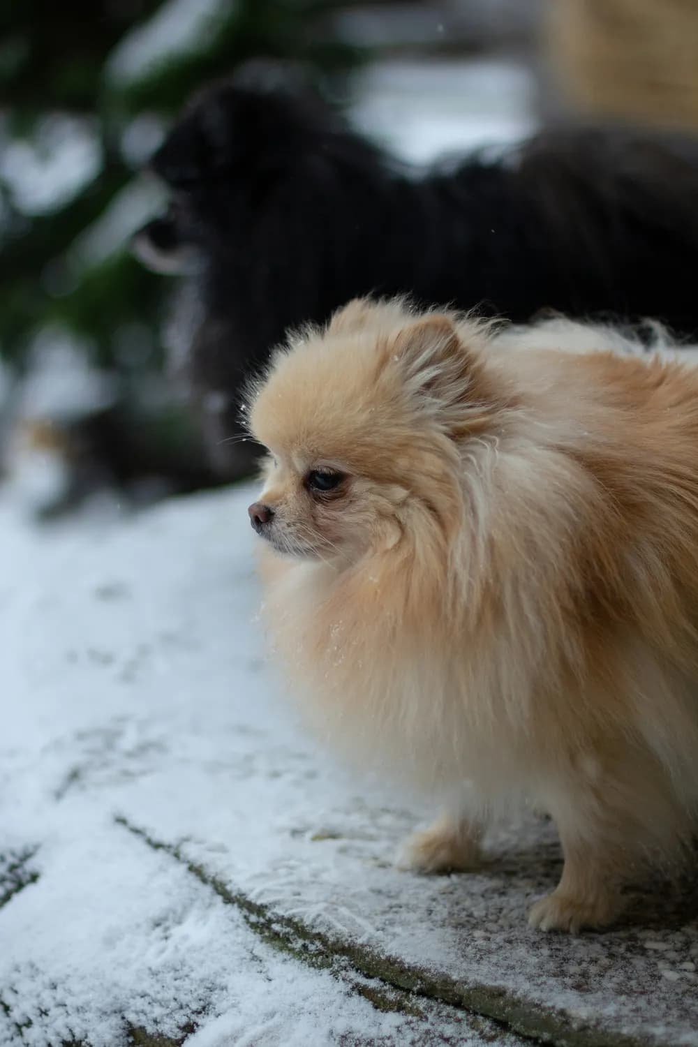 博美犬营养指南：避开这些食物！