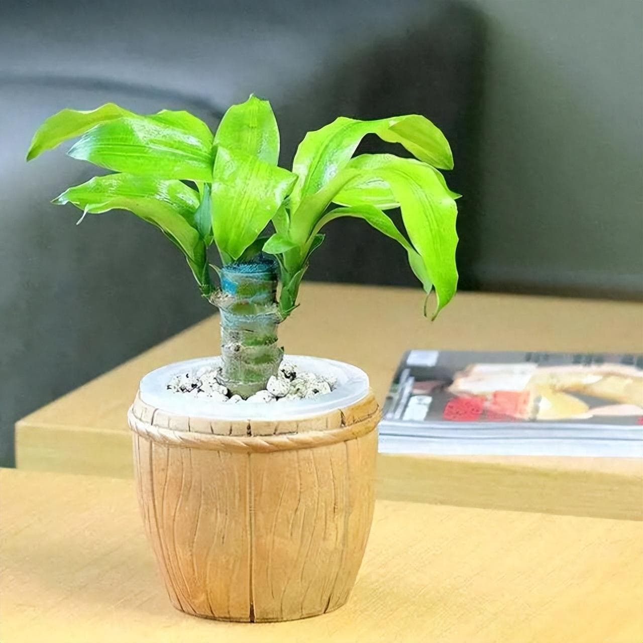 巴西木如何移栽？水培巴西木生根了，改为土培长成大个头
