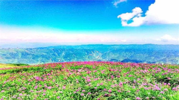 全国唯一！贵州毕节野生韭菜花保护区迎来最佳观赏期