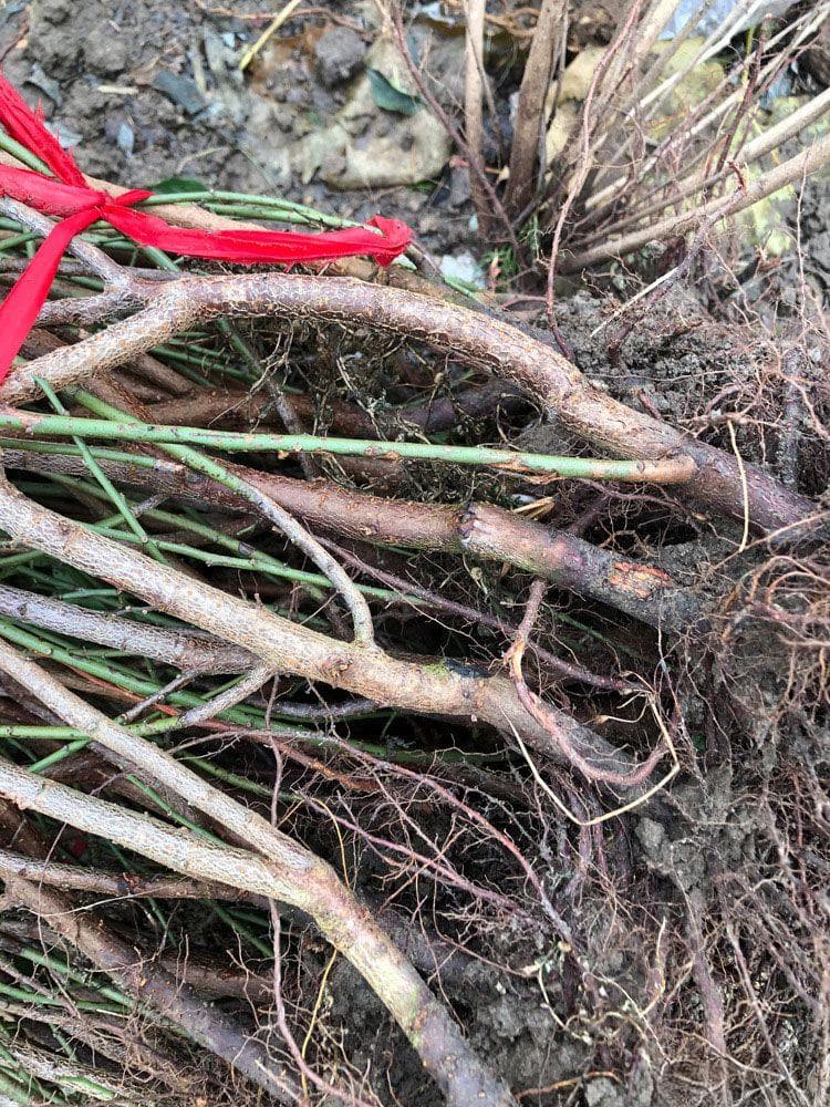绿萼梅栽培全攻略：从种植到病虫防治