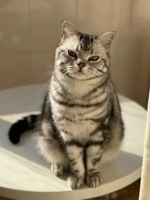 养猫多年才知道，要想减少猫咪掉毛，这5大妙招少不了！