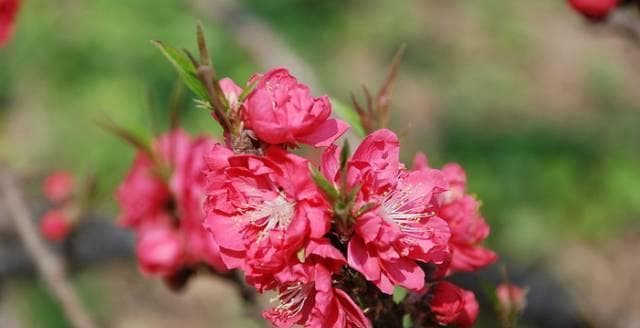 桃花的花语及其意义（深入探究桃花的象征意义和文化内涵）