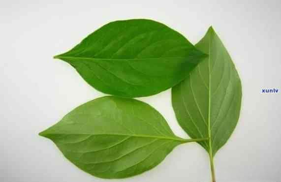 茶叶的功效与作用：俄色叶、毛尖叶、地枇杷叶和酸枣叶茶的全面解析