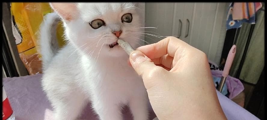 猫咪为什么喜欢咬东西？从生理到心理的全面解析