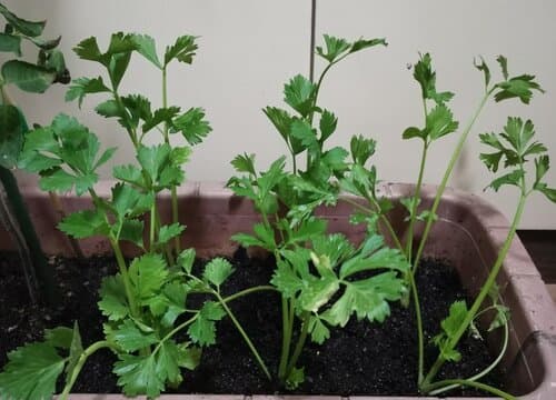 芹菜什么季节成熟上市 什么时候吃比较好