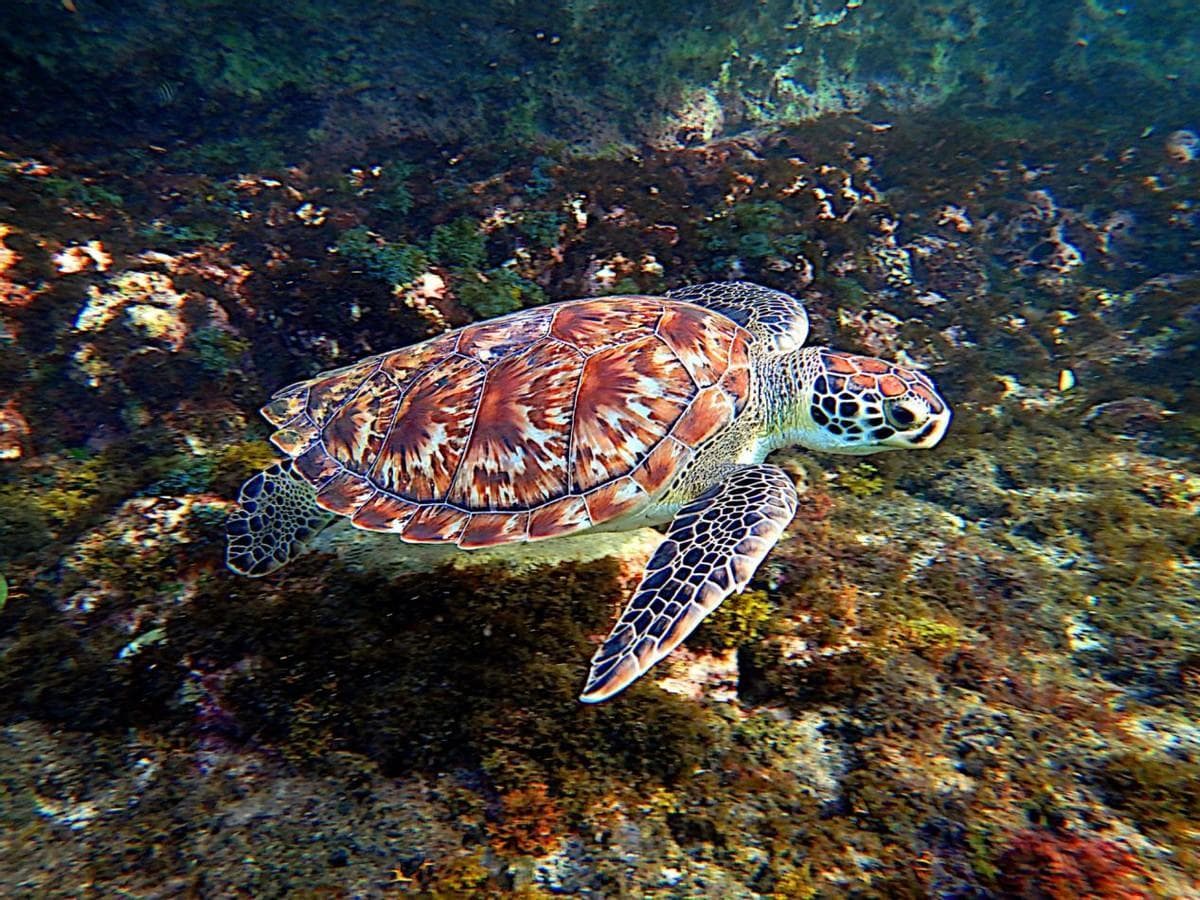 海洋精灵的守护者——海龟保护行动
