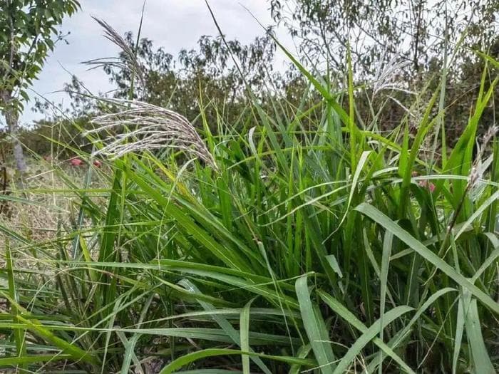 农村随处可见的芒草，农民当害草处理，却不知它价值珍贵，用来发电