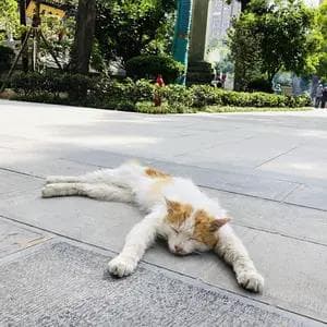 寺院用斋礼仪：千年来传承的佛门威仪