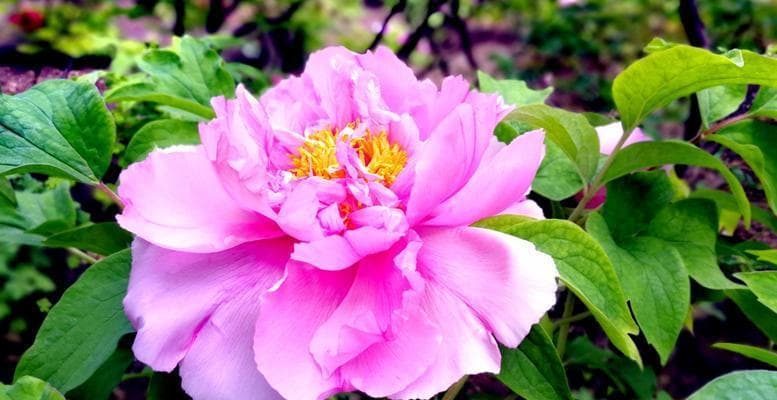 牡丹花语：不同颜色牡丹的花语与象征意义