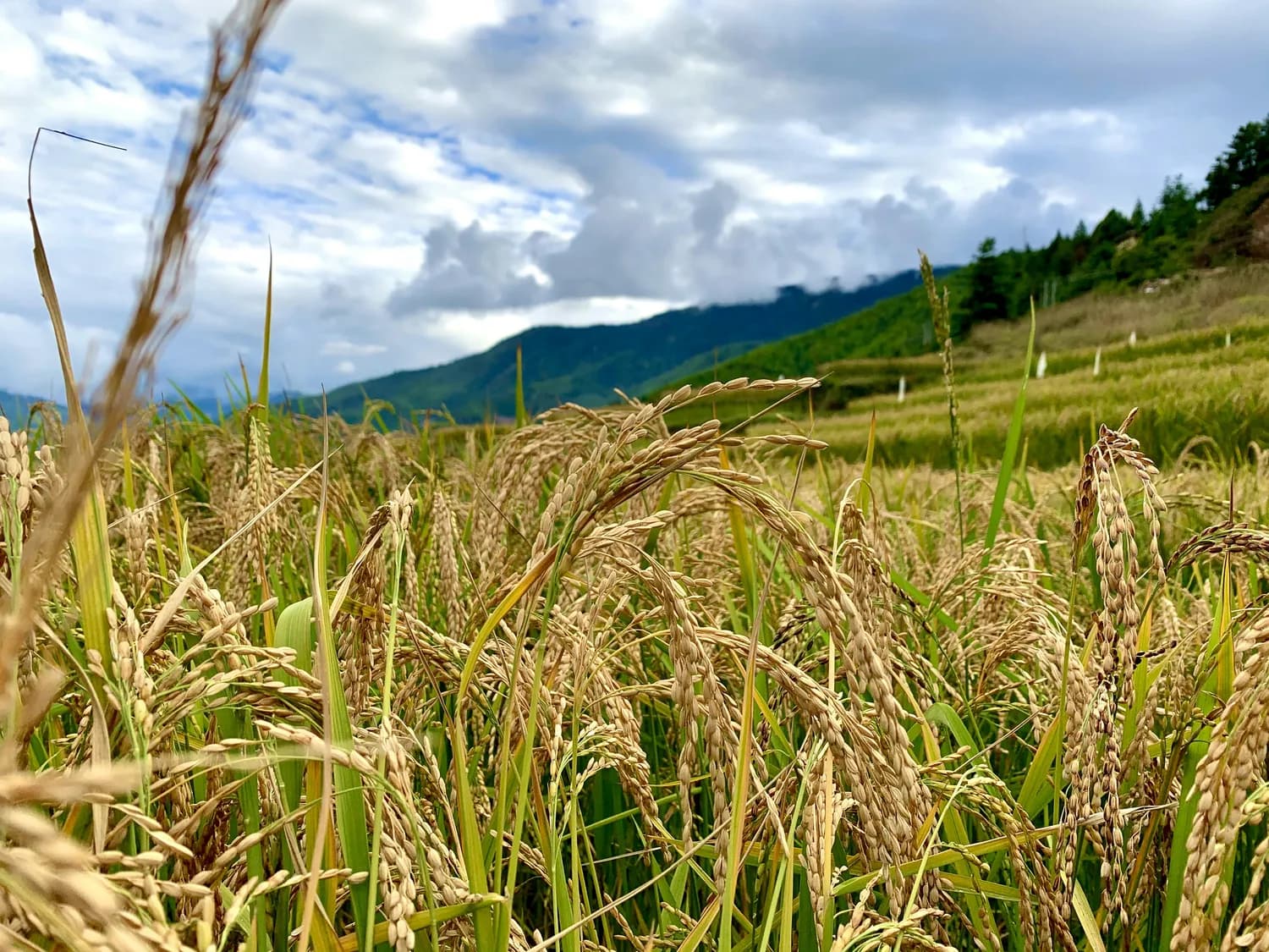 四川云南黄苦荞：种植技术与市场前景分析