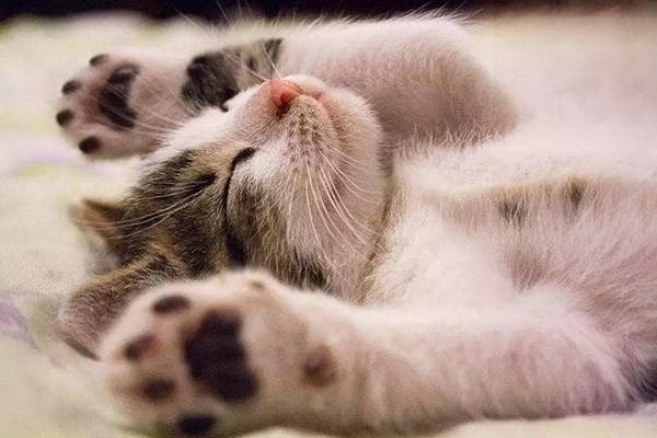 猫打呼噜是正常的吗？