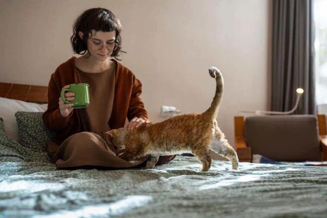猫咪用尾巴扫你是什么意思？扫你时到底在想啥？是友好还是警告？