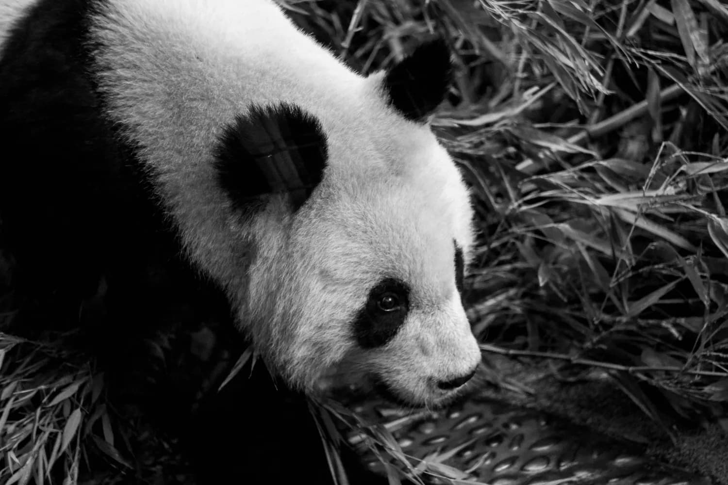 熊猫金银币和生肖纪念币：收藏界的双璧