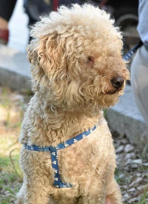 养护贵宾犬，享受无尽快乐（正确的方法让你的贵宾犬健康快乐）